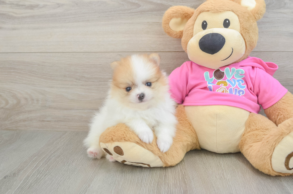 6 week old Pomeranian Puppy For Sale - Premier Pups