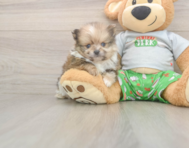 8 week old Pomeranian Puppy For Sale - Premier Pups