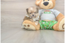 Pomeranian Pup Being Cute