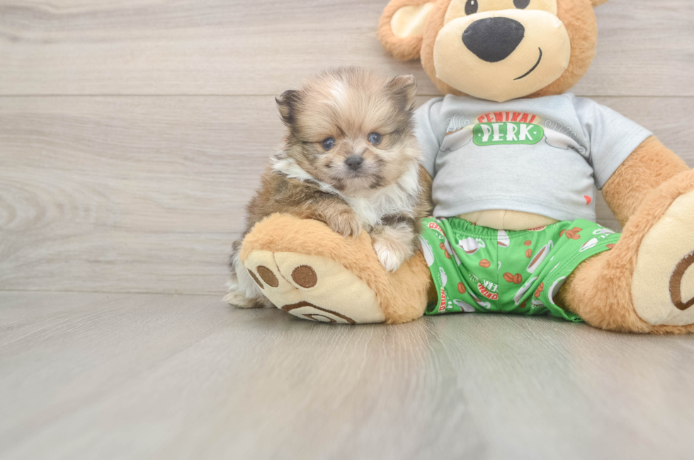 5 week old Pomeranian Puppy For Sale - Premier Pups