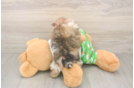 Adorable Pom Purebred Puppy