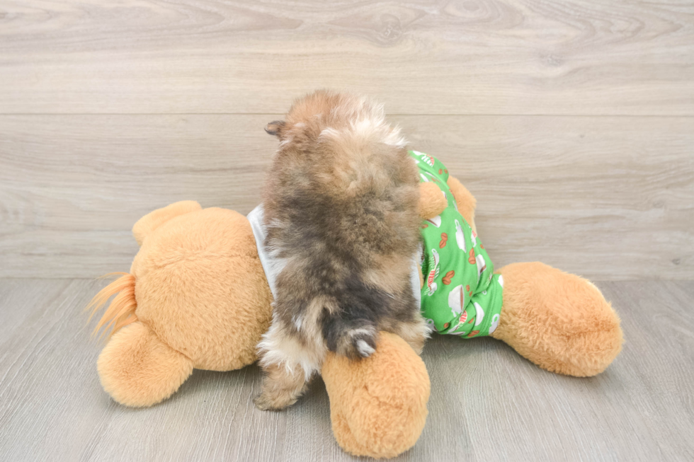 Adorable Pom Purebred Puppy