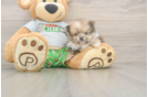 Hypoallergenic Pomeranian Purebred Pup