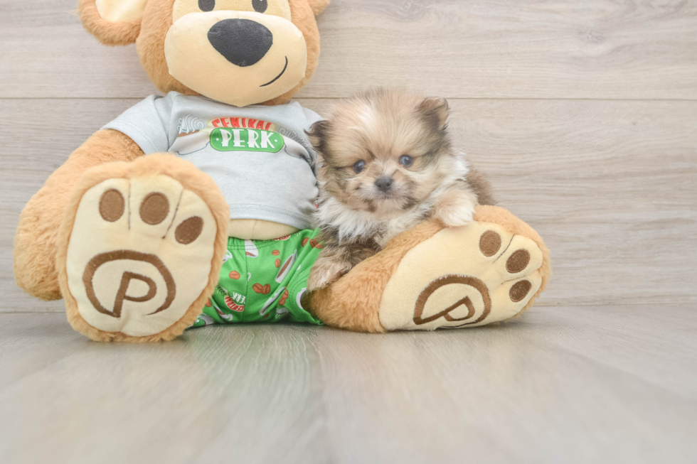 Hypoallergenic Pomeranian Purebred Pup