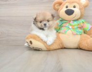 7 week old Pomeranian Puppy For Sale - Premier Pups
