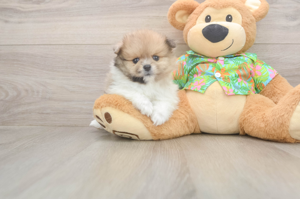 5 week old Pomeranian Puppy For Sale - Premier Pups