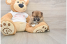 Pomeranian Pup Being Cute