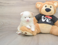 8 week old Pomeranian Puppy For Sale - Premier Pups
