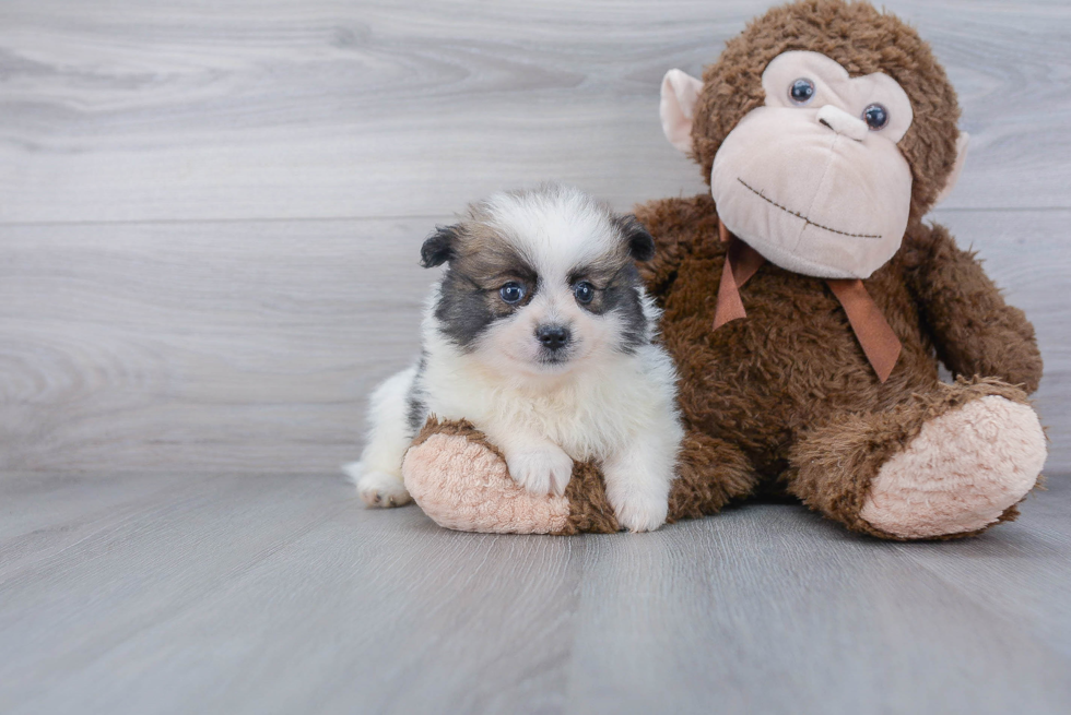 Adorable Pomeranian Purebred Puppy