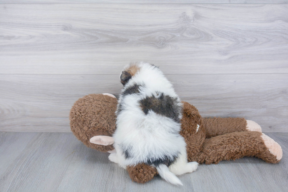 Sweet Pomeranian Purebred Puppy