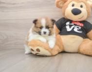 6 week old Pomeranian Puppy For Sale - Premier Pups