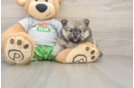 Fluffy Pom Pom Purebred Puppy