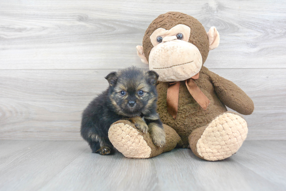 Petite Pomeranian Purebred Puppy