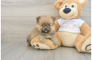 Best Pomeranian Baby