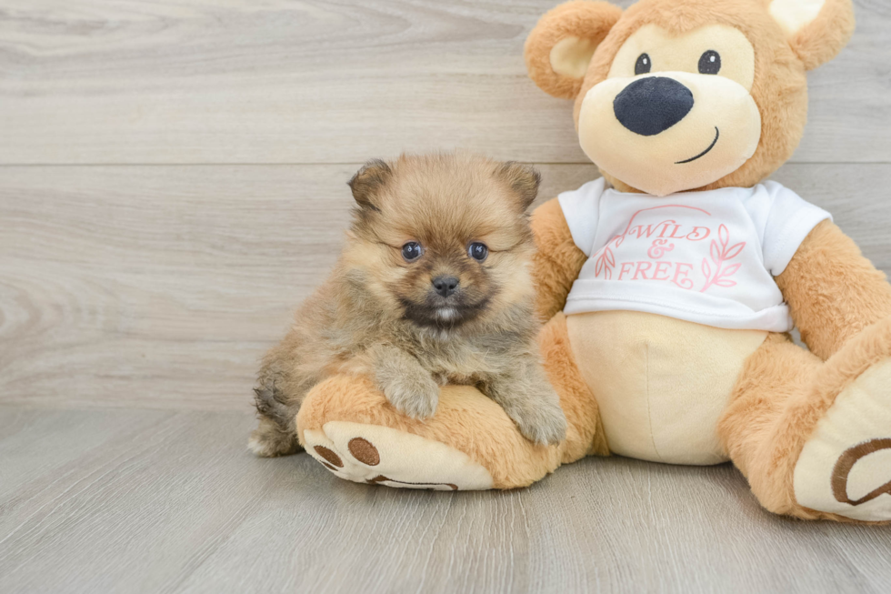 Best Pomeranian Baby