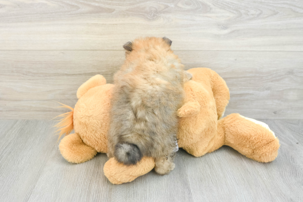 Smart Pom Purebred Puppy