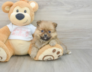 7 week old Pomeranian Puppy For Sale - Premier Pups