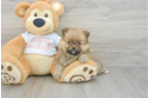 Pomeranian Pup Being Cute