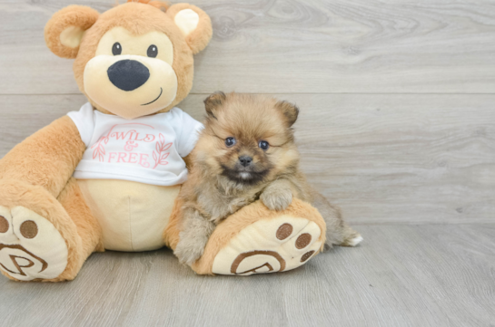 Pomeranian Pup Being Cute