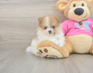 6 week old Pomeranian Puppy For Sale - Premier Pups
