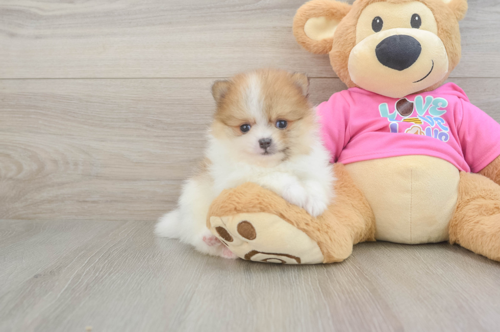 6 week old Pomeranian Puppy For Sale - Premier Pups