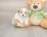 7 week old Pomeranian Puppy For Sale - Premier Pups