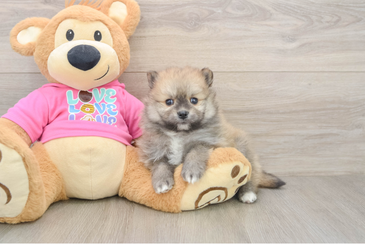 Funny Pomeranian Purebred Pup