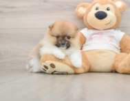 8 week old Pomeranian Puppy For Sale - Premier Pups
