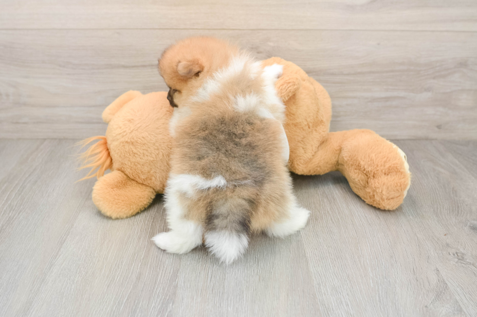 Pomeranian Puppy for Adoption