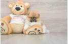 Best Pomeranian Baby