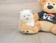 8 week old Pomeranian Puppy For Sale - Premier Pups