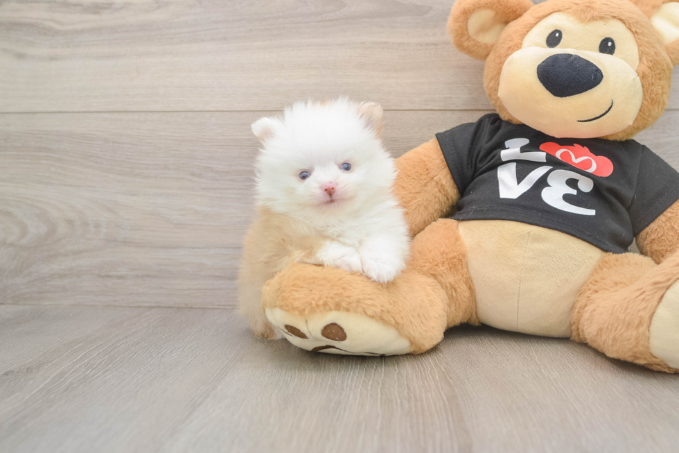 Pomeranian Puppy for Adoption