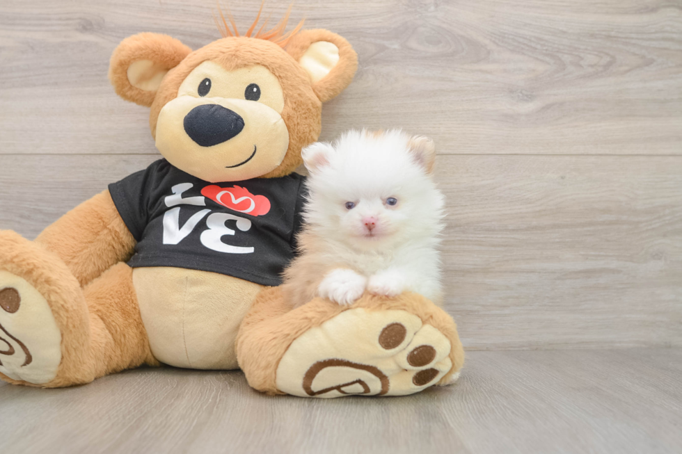 Happy Loulou Purebred Puppy