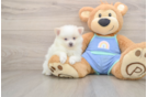 Pomeranian Pup Being Cute