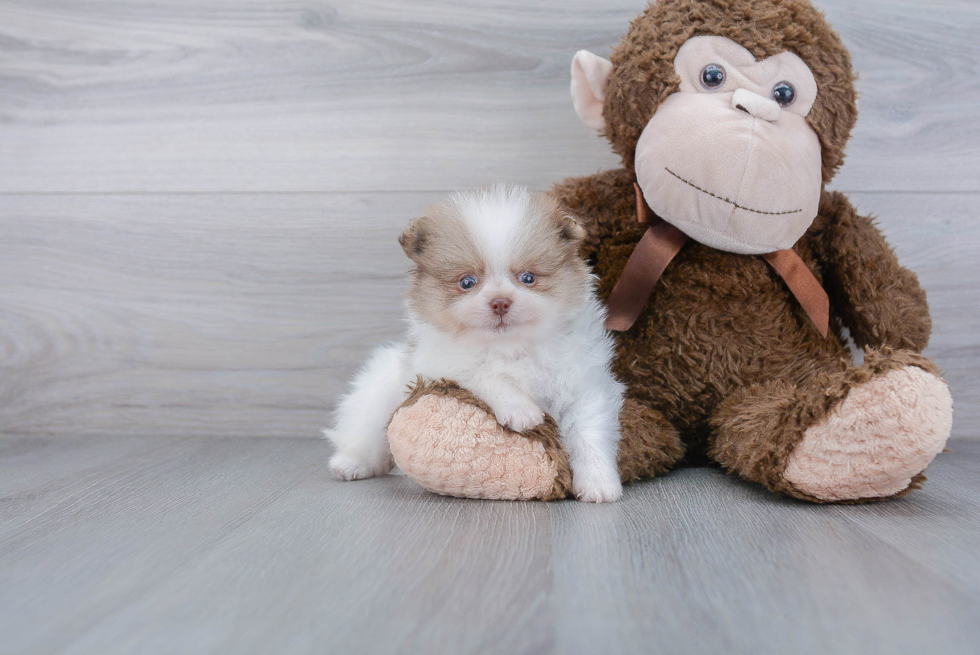 Popular Pomeranian Baby