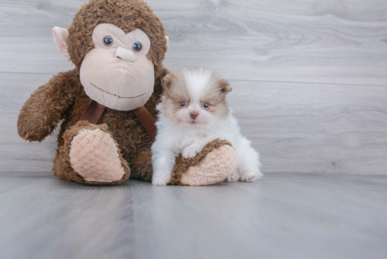 Friendly Pomeranian Baby