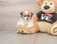 6 week old Pomeranian Puppy For Sale - Premier Pups
