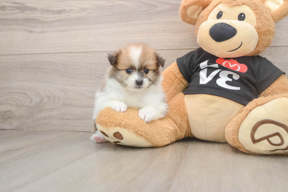 Pomeranian Puppy for Adoption