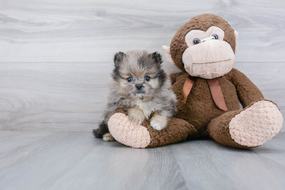 Playful Pomeranian Purebred Pup