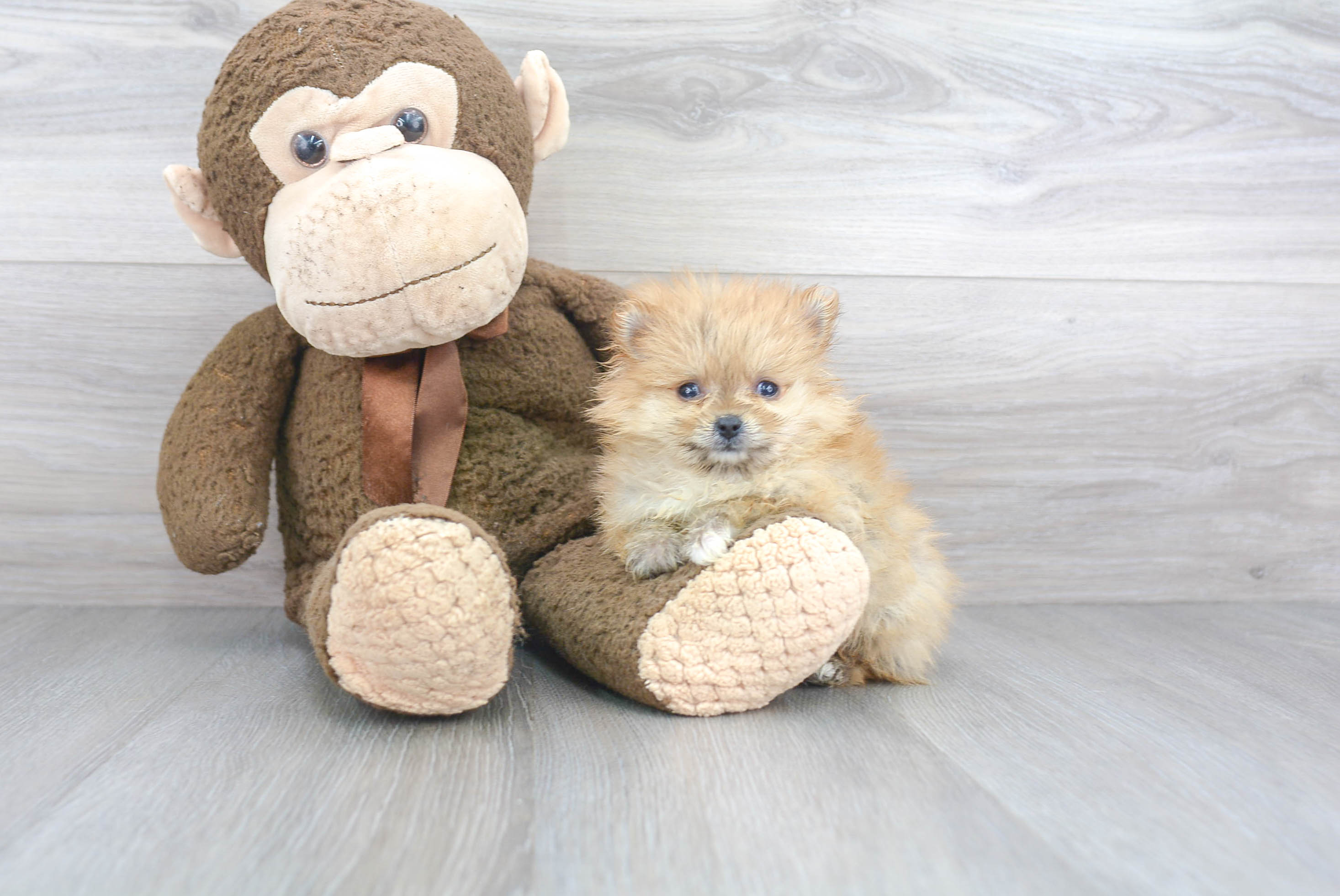 Best Pomeranian Baby