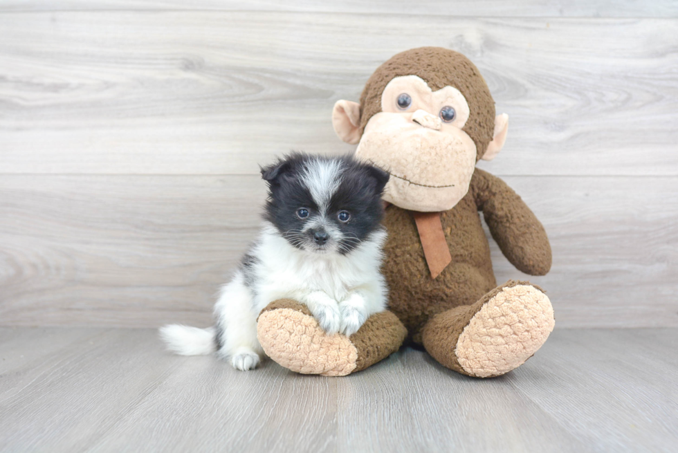 Playful Pomeranian Baby