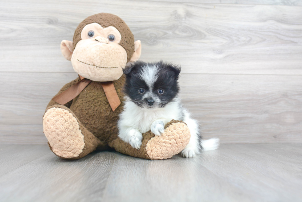 Cute Pomeranian Purebred Puppy