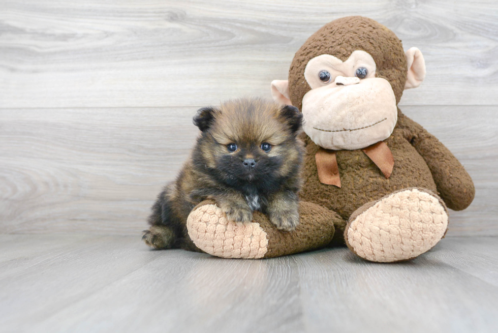 Hypoallergenic Pomeranian Purebred Pup