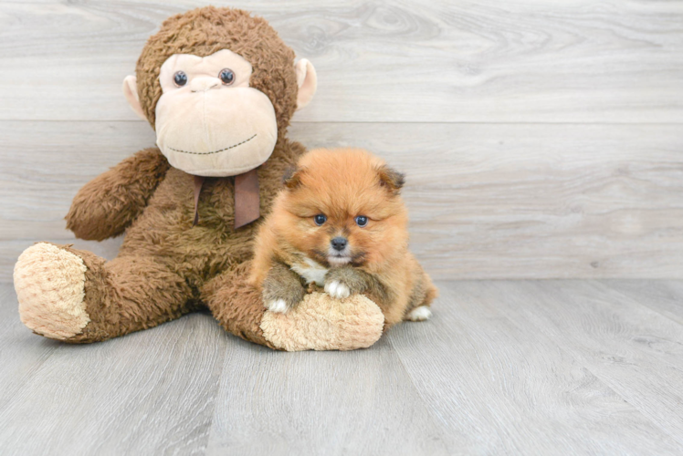 Akc Registered Pomeranian Baby