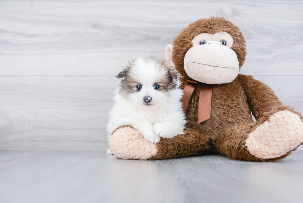 Cute Pomeranian Purebred Puppy