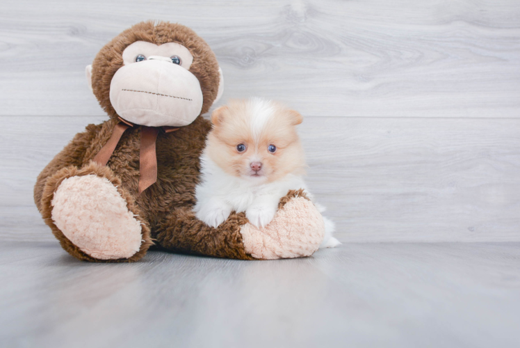 Smart Pomeranian Purebred Puppy