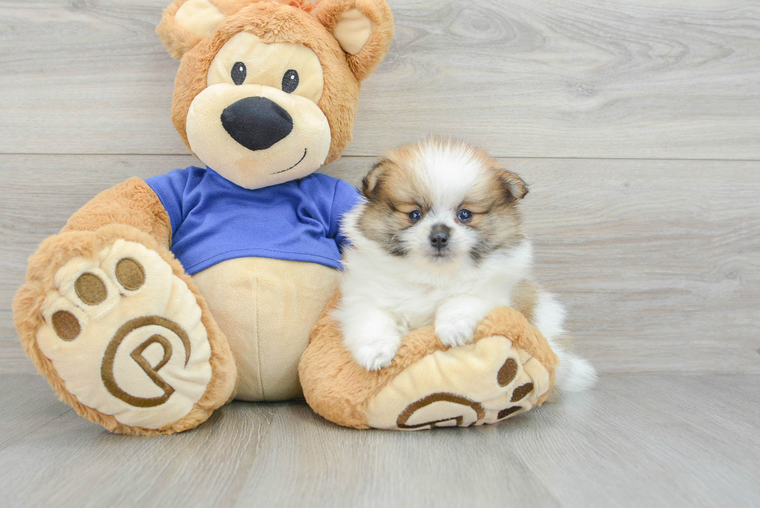 Best Pomeranian Baby