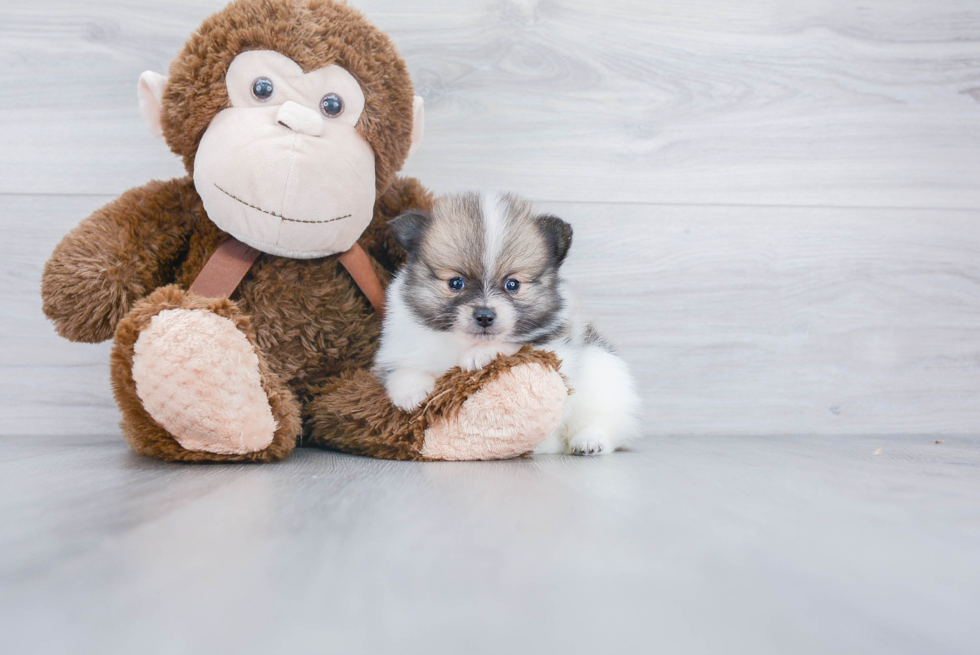 Friendly Pomeranian Purebred Pup