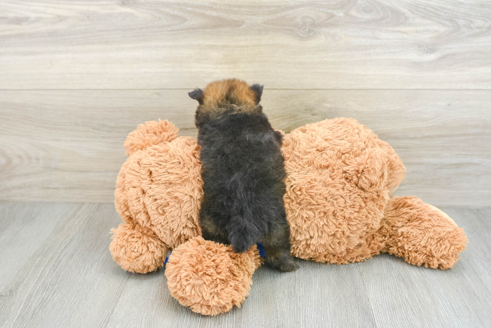 Small Pomeranian Purebred Pup