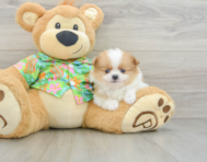 6 week old Pomeranian Puppy For Sale - Premier Pups